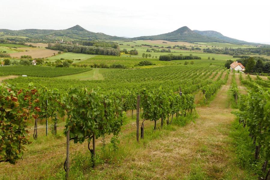 Vinohrady Tokaj 